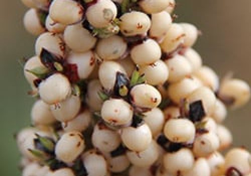 250x180_sorghum.jpg