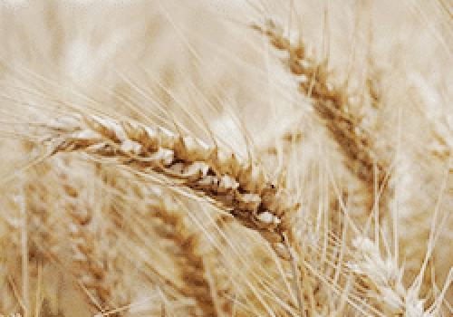 250x180_wheat2.png