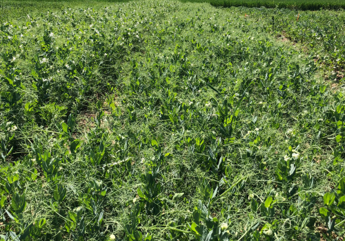 Guisante Bluetooth Sevilla