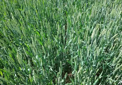 RGT ALGORITMO