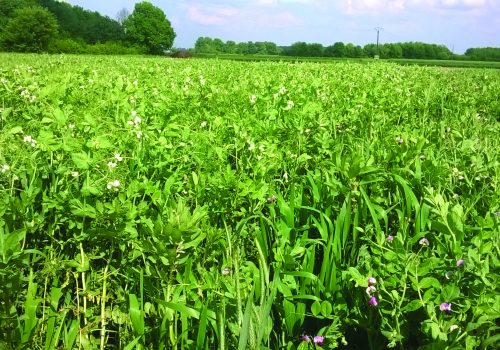 RGT STOX METEIL CEREALES