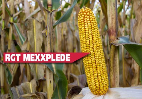 RGT_MEXXPLEDE (2)