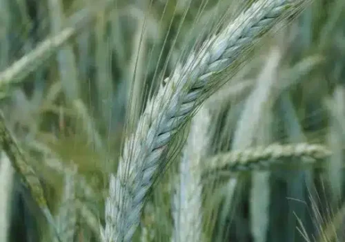 rgt-coplac